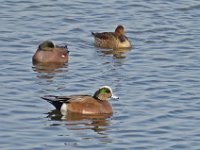 American Widgeon